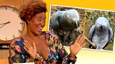 Comedian Chloé Hilliard Wants Justice for "Foul" Birds at Zoo | Drew's News